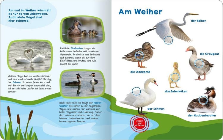 Produktbild: Mein gro&szlig;es Buch der Vogelstimmen