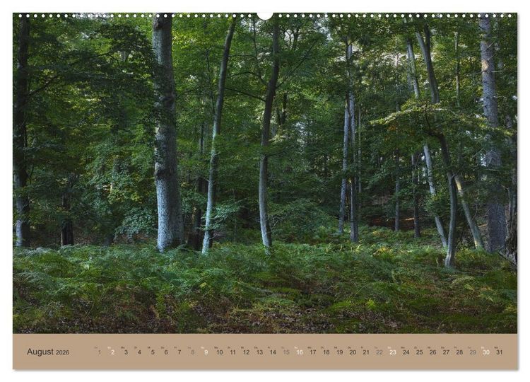 Produktbild: Unser Wald - Magische Sichten in norddeutsche W&auml;lder (Wandkalender 2026 DIN A2 quer), CALVENDO Monatskalender