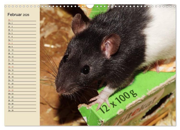 Produktbild: Ratten. Gelehrige Haustiere (Wandkalender 2026 DIN A3 quer), CALVENDO Monatskalender