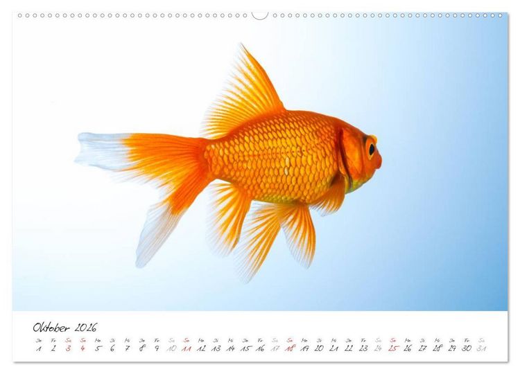 Produktbild: Goldy - mein Goldfisch (hochwertiger Premium Wandkalender 2026 DIN A2 quer), Kunstdruck in Hochglanz