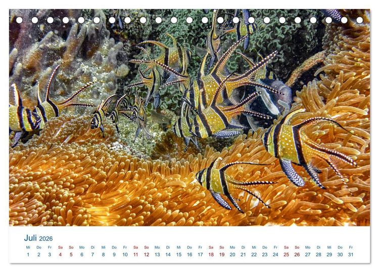 Produktbild: Die Farben im Meer (Tischkalender 2026 DIN A5 quer), CALVENDO Monatskalender