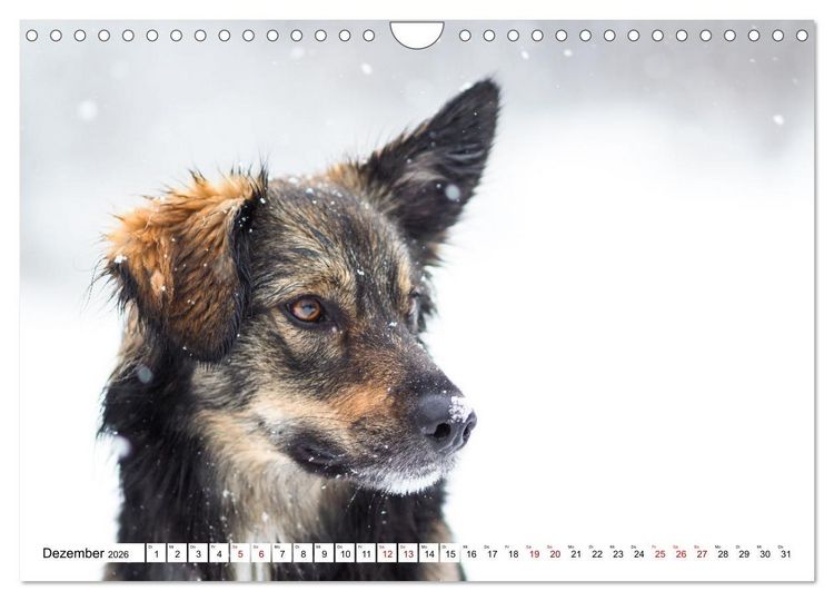 Produktbild: Ein Hundejahr in Bildern (Wandkalender 2026 DIN A4 quer), CALVENDO Monatskalender