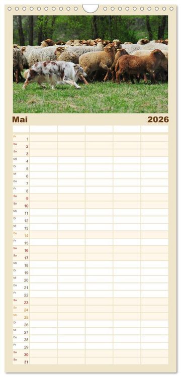Produktbild: Familienplaner 2026 - Border Collie 2026 mit 5 Spalten (Wandkalender, 21 x 45 cm) CALVENDO