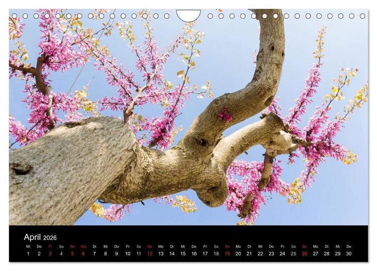 Produktbild: Insel Ischia (Wandkalender 2026 DIN A4 quer), CALVENDO Monatskalender