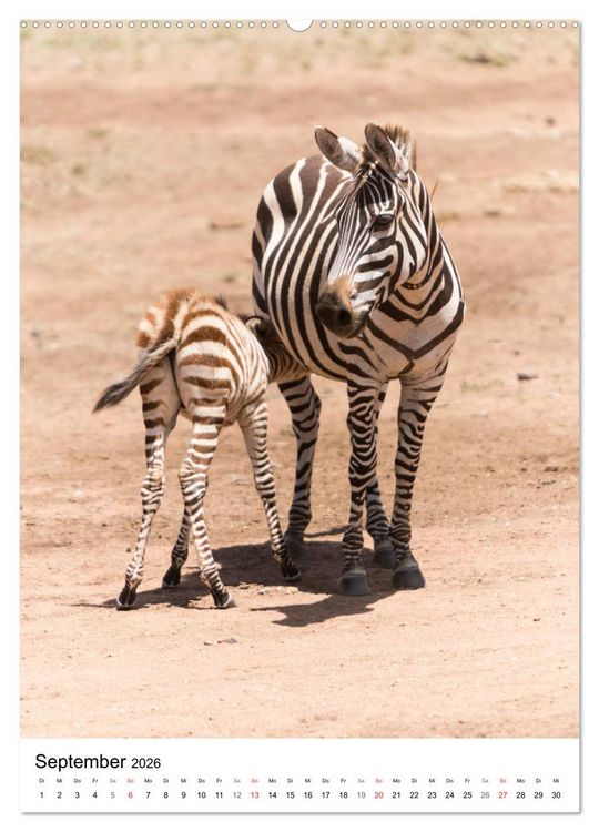 Produktbild: Serengeti Pur - Tansania (Wandkalender 2026 DIN A2 hoch), CALVENDO Monatskalender