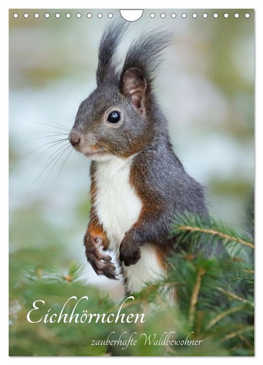 Produktbild: Eichh&ouml;rnchen - zauberhafte Waldbewohner (Wandkalender 2026 DIN A4 hoch), CALVENDO Monatskalender