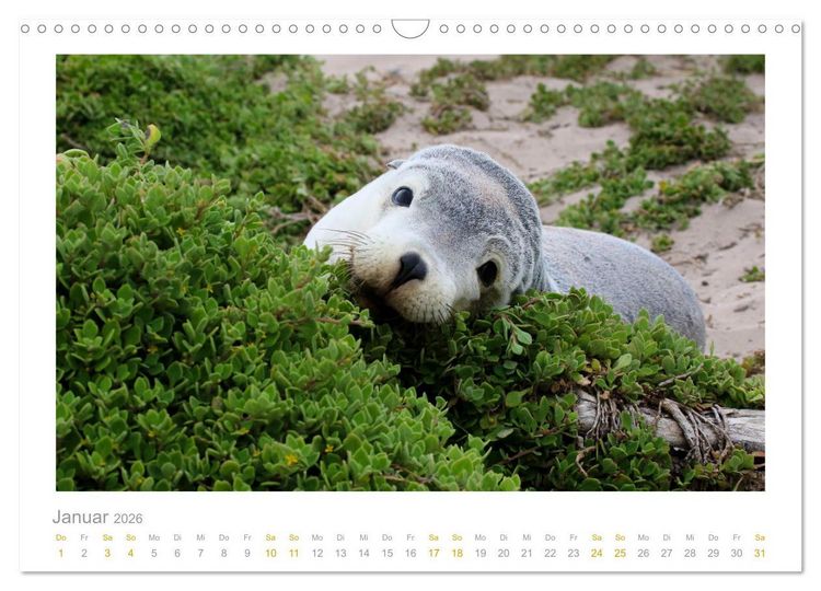 Produktbild: Ein L&auml;cheln f&uuml;r die Tierwelt (Wandkalender 2026 DIN A3 quer), CALVENDO Monatskalender
