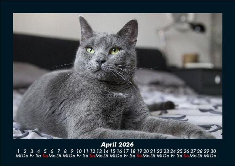 Produktbild: F&uuml;r Katzenfreunde 2026 Fotokalender DIN A5