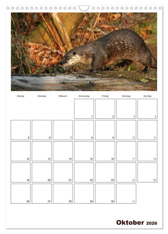 Produktbild: Der Fischotter-Terminplaner (Wandkalender 2026 DIN A3 hoch), CALVENDO Monatskalender