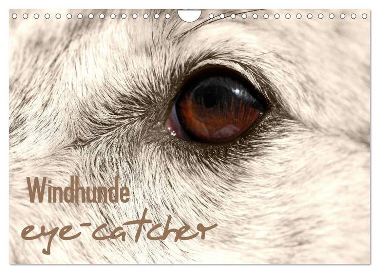Produktbild: Windhunde eye-catcher (Wandkalender 2026 DIN A4 quer), CALVENDO Monatskalender