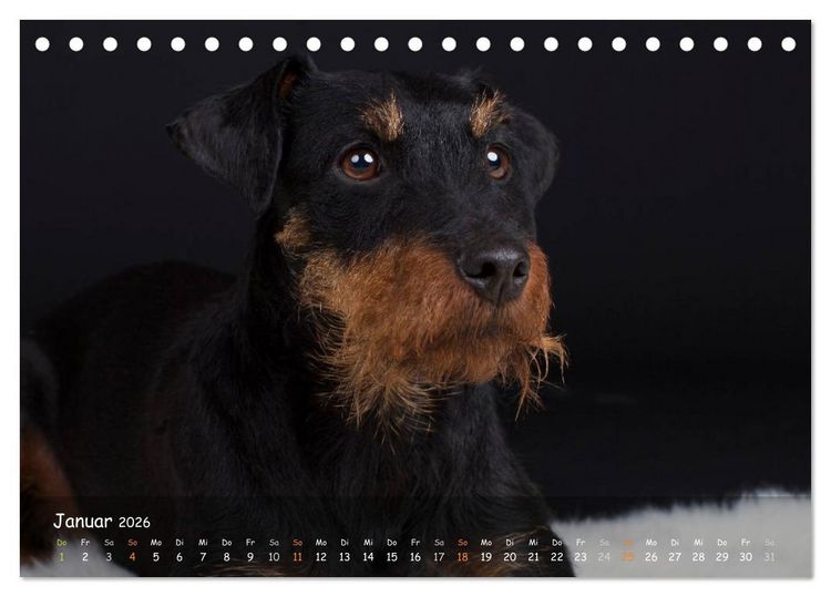 Produktbild: Jagdhunde - Treue Waidgesellen (Tischkalender 2026 DIN A5 quer), CALVENDO Monatskalender