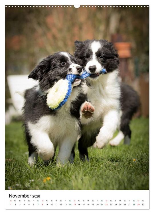 Produktbild: Border Collie Zuckerschnuten (hochwertiger Premium Wandkalender 2026 DIN A2 hoch), Kunstdruck in Hochglanz