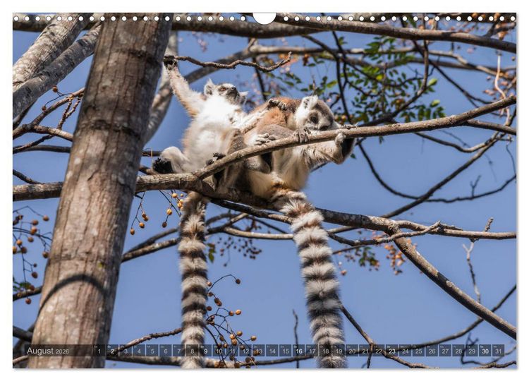 Produktbild: Tierisches Madagaskar (Wandkalender 2026 DIN A3 quer), CALVENDO Monatskalender