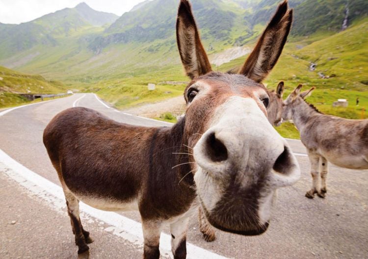 Produktbild: Postkartenblock Esel