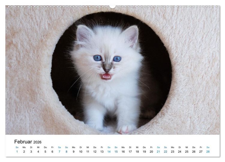 Produktbild: Heilige Birma Kitten - ein Traum auf wei&szlig;en Pf&ouml;tchen (Wandkalender 2026 DIN A2 quer), CALVENDO Monatskalender