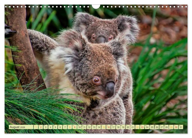 Produktbild: Koala - kleiner Teddy (Wandkalender 2026 DIN A3 quer), CALVENDO Monatskalender