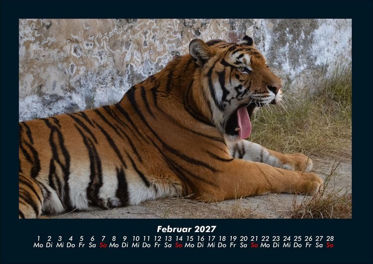 Produktbild: Tiger 2027 Fotokalender DIN A4
