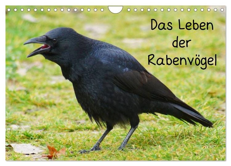 Produktbild: Das Leben der Rabenv&ouml;gel (Wandkalender 2026 DIN A4 quer), CALVENDO Monatskalender
