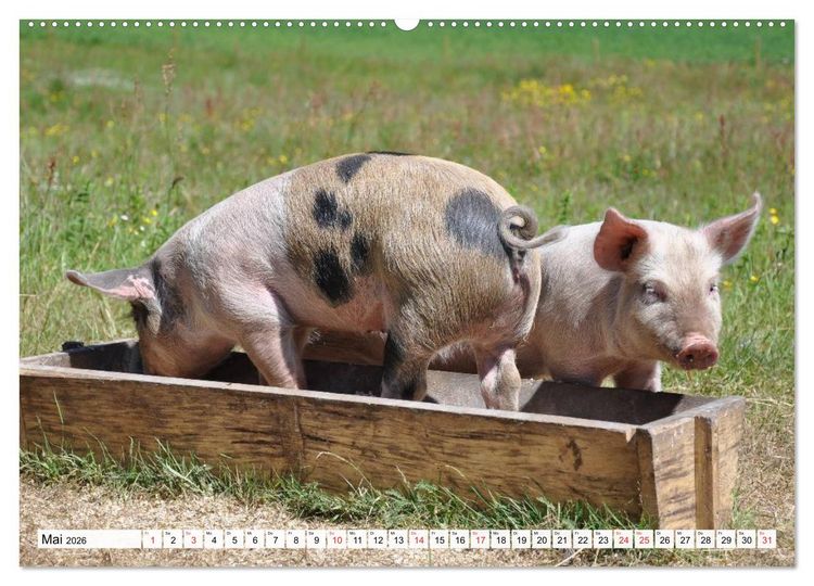 Produktbild: Von S&auml;uen die Schwein haben! (hochwertiger Premium Wandkalender 2026 DIN A2 quer), Kunstdruck in Hochglanz