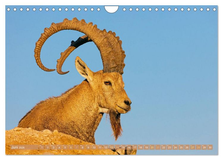 Produktbild: Auf Entdeckertour in Israel (Wandkalender 2026 DIN A4 quer), CALVENDO Monatskalender