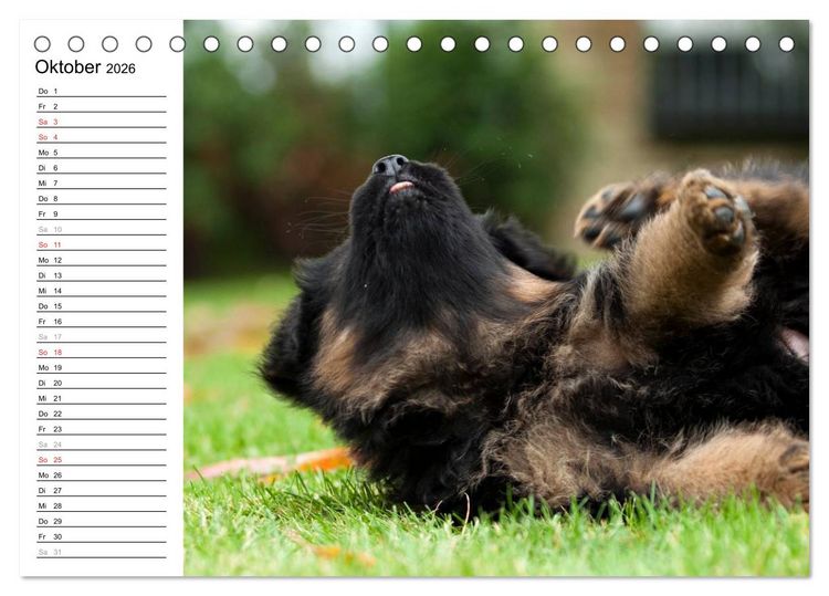 Produktbild: Deutscher Sch&auml;ferhund - Welpen (Tischkalender 2026 DIN A5 quer), CALVENDO Monatskalender