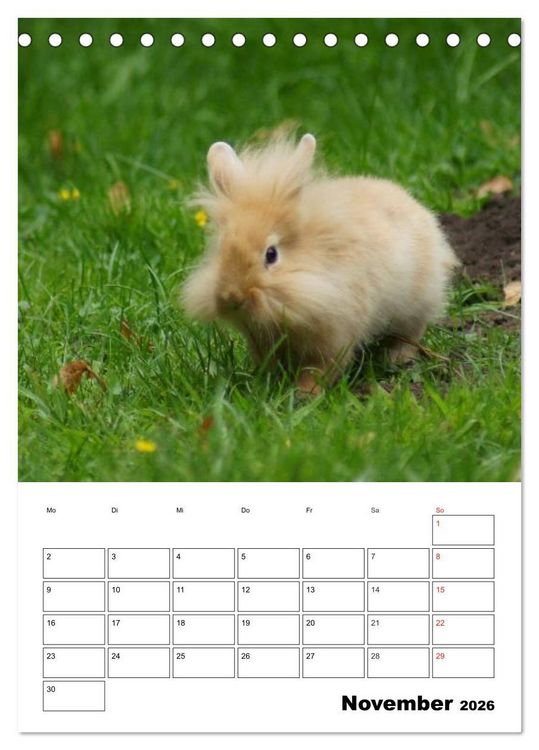 Produktbild: Kaninchen Terminplaner (Tischkalender 2026 DIN A5 hoch), CALVENDO Monatskalender