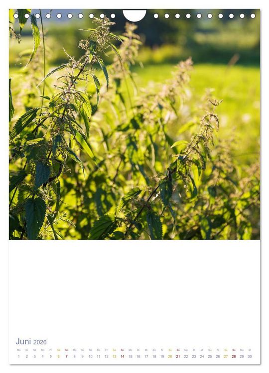 Produktbild: Sch&ouml;ne Wegwarten. Heimische Heilpflanzen am Wegesrand (Wandkalender 2026 DIN A4 hoch), CALVENDO Monatskalender