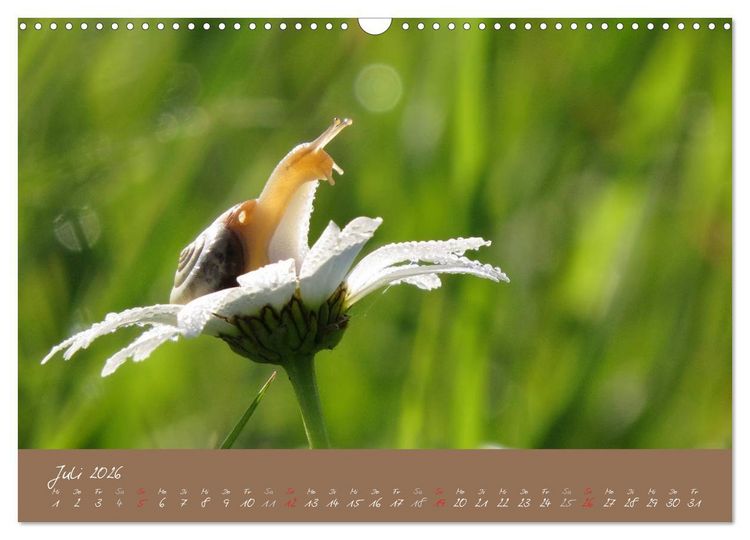 Produktbild: Schneckchen (Wandkalender 2026 DIN A3 quer), CALVENDO Monatskalender