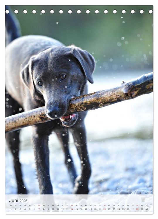 Produktbild: Hundepers&ouml;nlichkeiten (Tischkalender 2026 DIN A5 hoch), CALVENDO Monatskalender