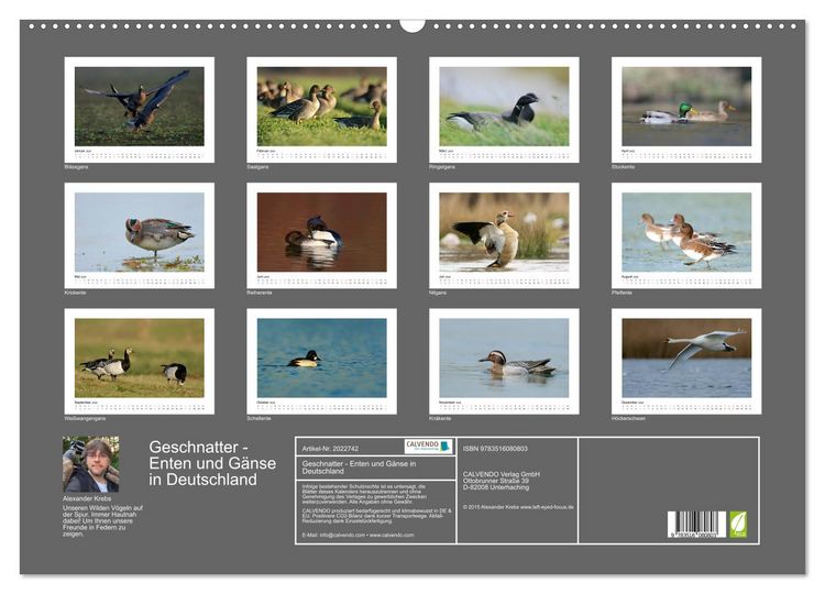 Produktbild: Geschnatter - Enten und G&auml;nse in Deutschland (Wandkalender 2026 DIN A2 quer), CALVENDO Monatskalender