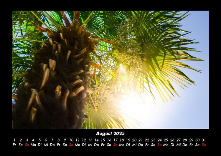 Produktbild: Palmen 2025 Fotokalender DIN A3