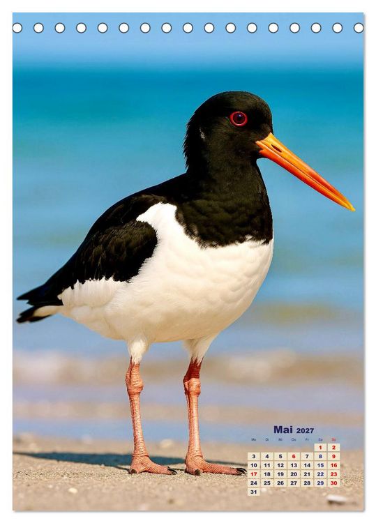 Produktbild: Seev&ouml;gel an der Nordsee (Tischkalender 2027 DIN A5 hoch), CALVENDO Monatskalender