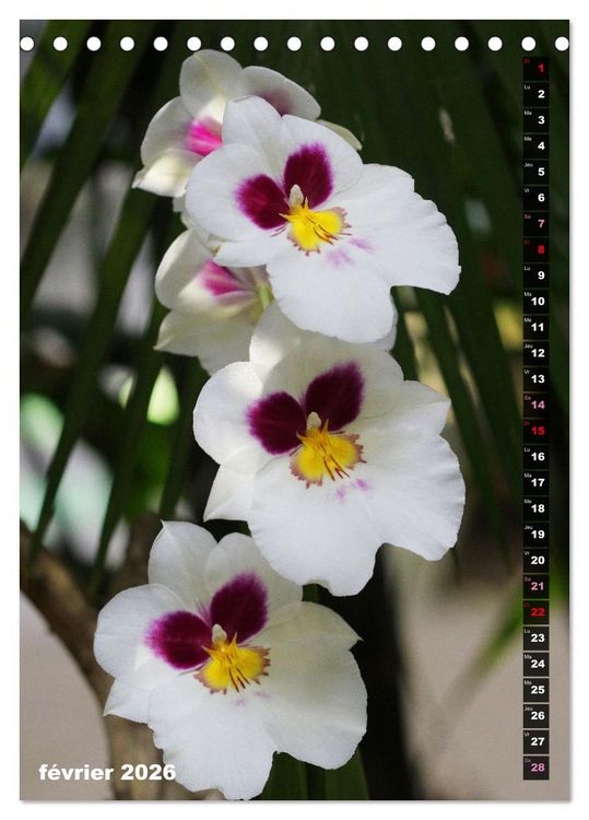 Produktbild: Miracle floral l'orchid&eacute;e (Calendrier de bureau 2026 DIN A5 horizontal), CALVENDO calendrier mensuel