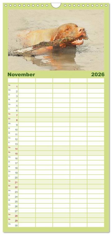 Produktbild: Familienplaner 2026 - Magyar Vizsla 2026 mit 5 Spalten (Wandkalender, 21 x 45 cm) CALVENDO