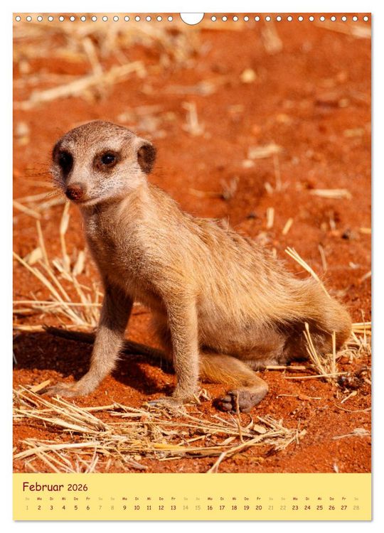 Produktbild: Erdm&auml;nnchen - Eine Kolonie in der Kalahari (Wandkalender 2026 DIN A3 hoch), CALVENDO Monatskalender
