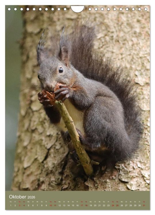 Produktbild: Eichh&ouml;rnchen - zauberhafte Waldbewohner (Wandkalender 2026 DIN A4 hoch), CALVENDO Monatskalender