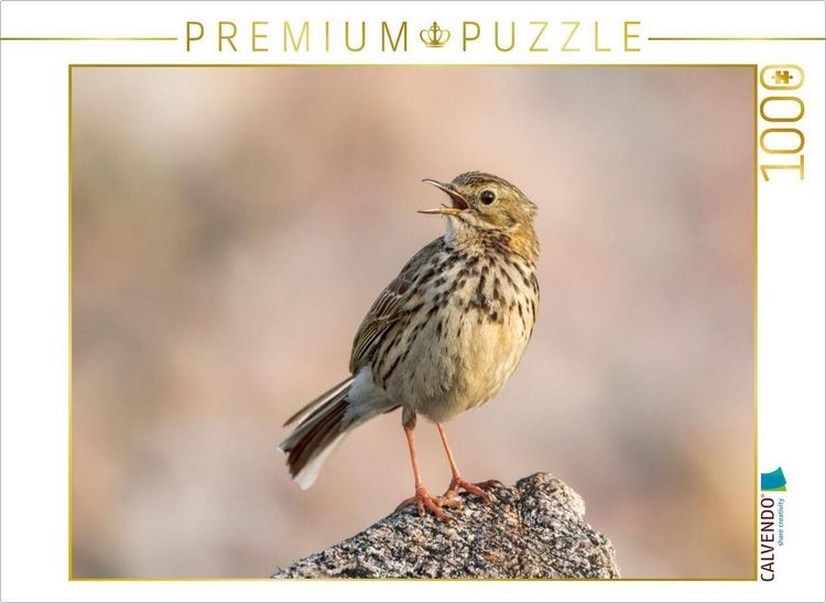 Produktbild: CALVENDO Puzzle Wiesenpieper | 1000 Teile Lege-Gr&ouml;&szlig;e 64x48cm Foto-Puzzle f&uuml;r gl&uuml;ckliche Stunden