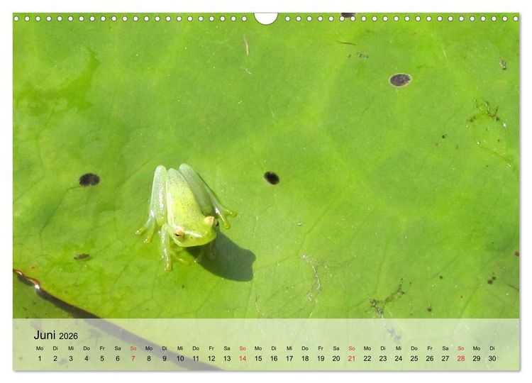 Produktbild: Frosch m&uuml;sste man sein! (Wandkalender 2026 DIN A3 quer), CALVENDO Monatskalender