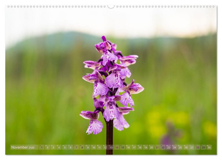 Produktbild: Orchideenzeit auf der Schw&auml;bischen Alb (hochwertiger Premium Wandkalender 2026 DIN A2 quer), Kunstdruck in Hochglanz