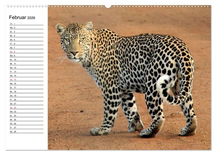 Produktbild: Leoparden. Elegante J&auml;ger (hochwertiger Premium Wandkalender 2026 DIN A2 quer), Kunstdruck in Hochglanz