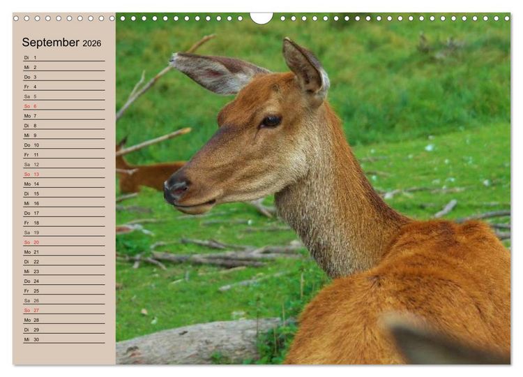 Produktbild: Rotwild. Edle Hirsche, stolze K&uuml;he (Wandkalender 2026 DIN A3 quer), CALVENDO Monatskalender