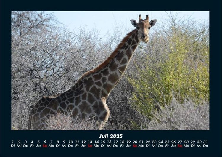 Produktbild: Giraffen 2025 Fotokalender DIN A4