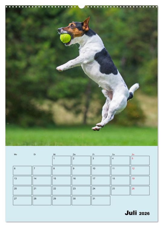 Produktbild: Familienplaner Jack und Parson Russell Terrier (Wandkalender 2026 DIN A2 hoch), CALVENDO Monatskalender