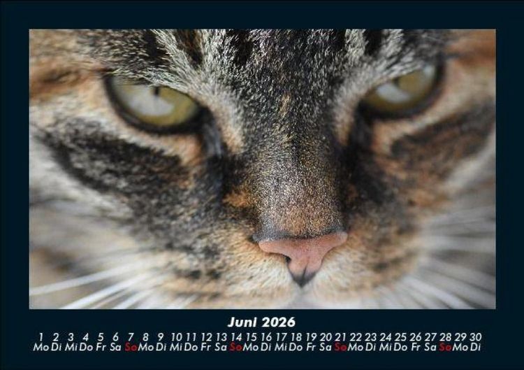 Produktbild: F&uuml;r Katzenfreunde 2026 Fotokalender DIN A5