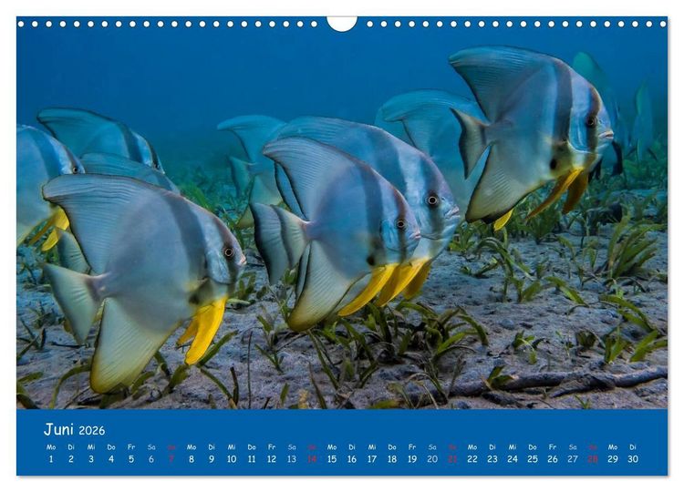 Produktbild: Unterwasserwelten (Wandkalender 2026 DIN A3 quer), CALVENDO Monatskalender
