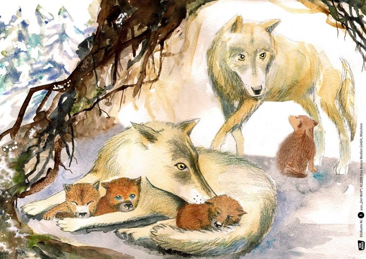Produktbild: Der Wolf. Kamishibai Bildkartenset.