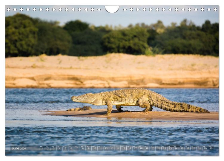 Produktbild: Zambia (Wall Calendar 2026 DIN A4 landscape), CALVENDO 12 Month Wall Calendar
