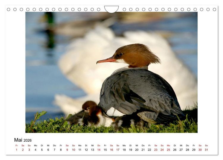 Produktbild: Nymphenburger Park (Wandkalender 2026 DIN A4 quer), CALVENDO Monatskalender