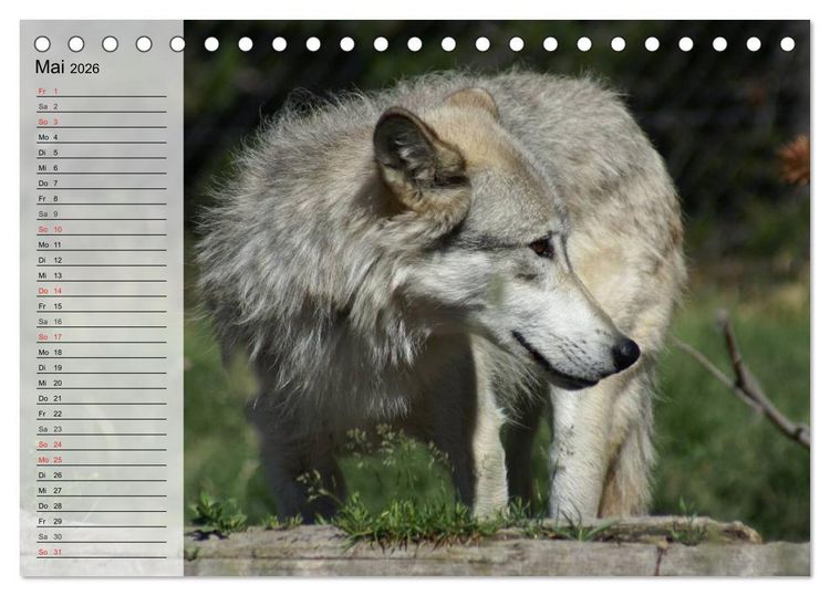 Produktbild: W&ouml;lfe. Graue Eminenzen (Tischkalender 2026 DIN A5 quer), CALVENDO Monatskalender