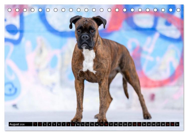 Produktbild: K&auml;the - ein Boxer mit Charme (Tischkalender 2026 DIN A5 quer), CALVENDO Monatskalender